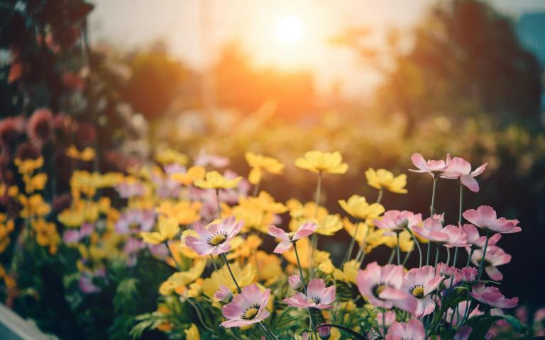 Epic Spring – a poem by Laura E. Garrard – Amethyst Review